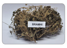 Bramhi