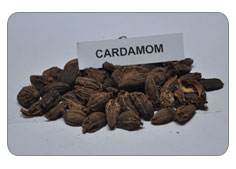 Cardamom